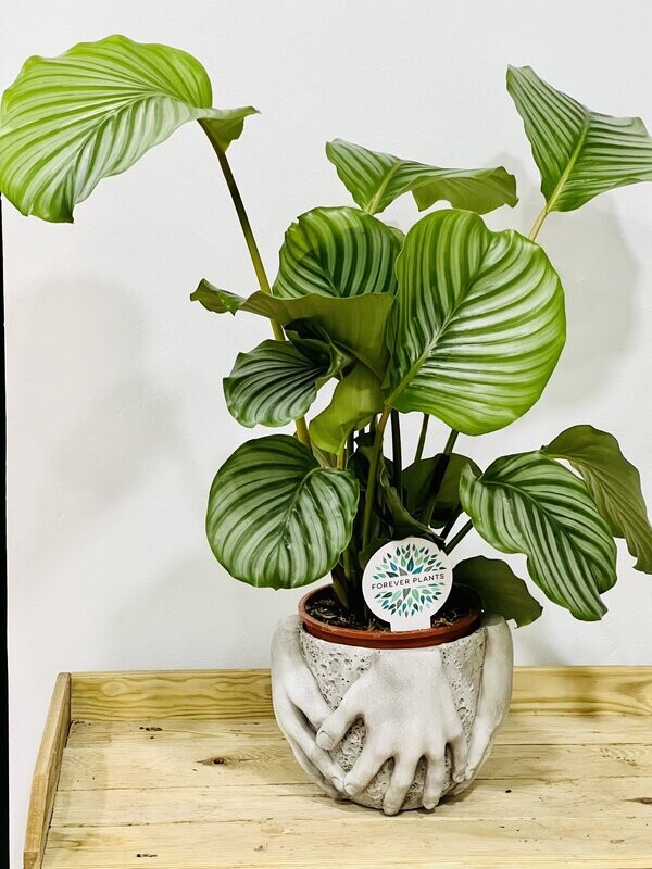 Calathea Orbifolia