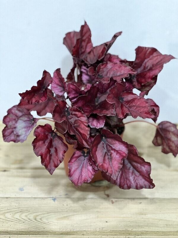 Begonia Redbull