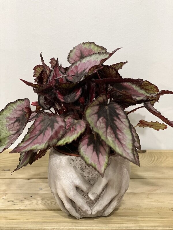 Begonia Magic  Colors