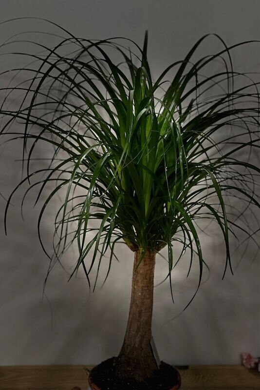 Beaucarnea Recurvata
(PATA DE ELEFANTE)