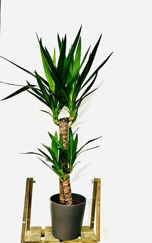 Yucca