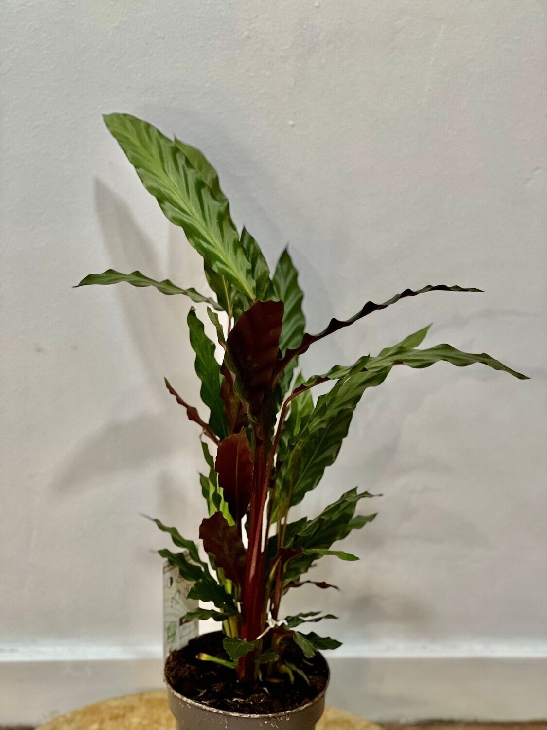 CALATHEA RUFIBARBA