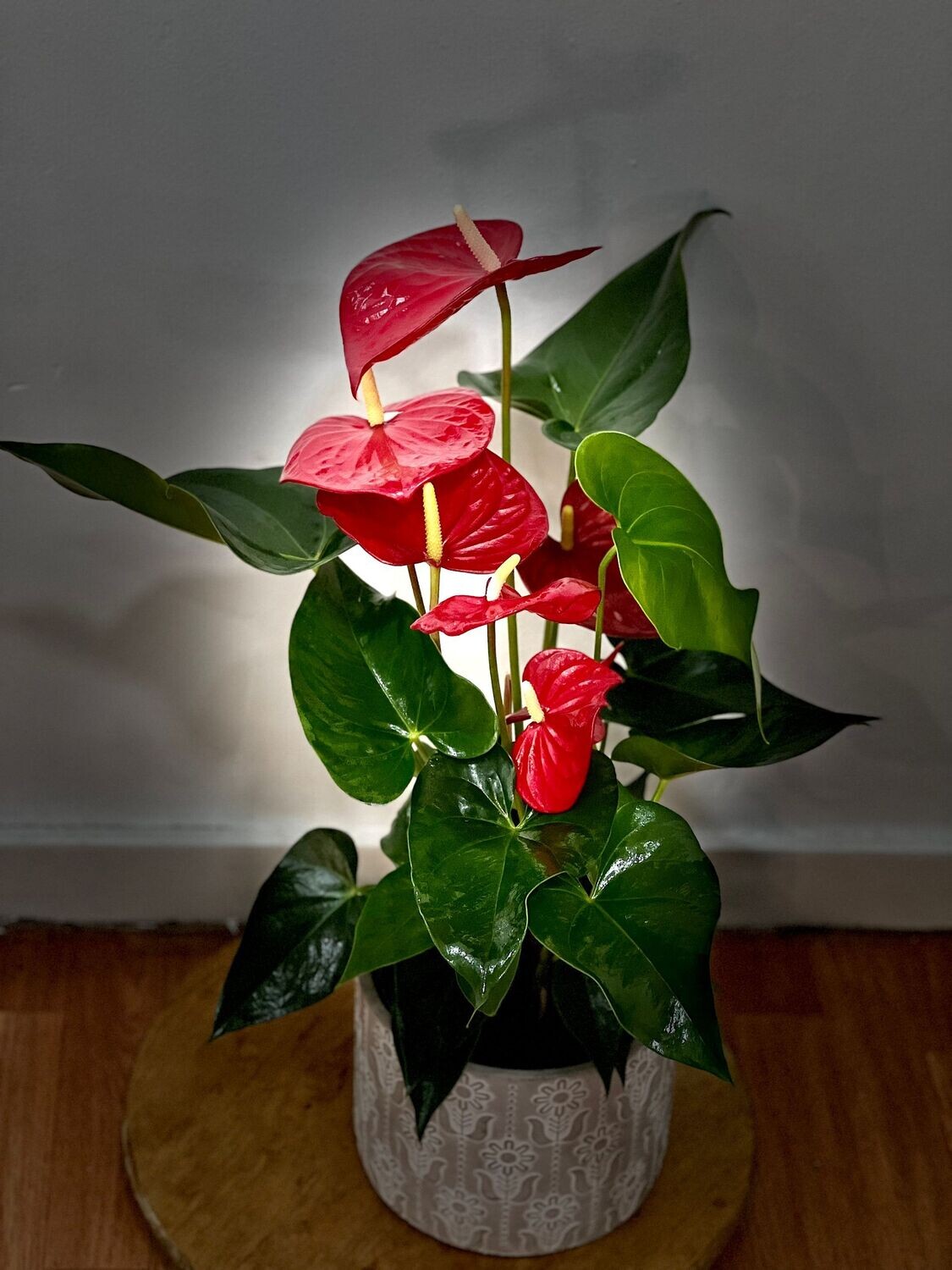 Anthurium ROJO