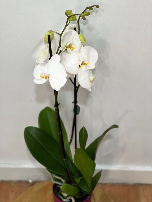 Phalaenopsis ( Blanca)