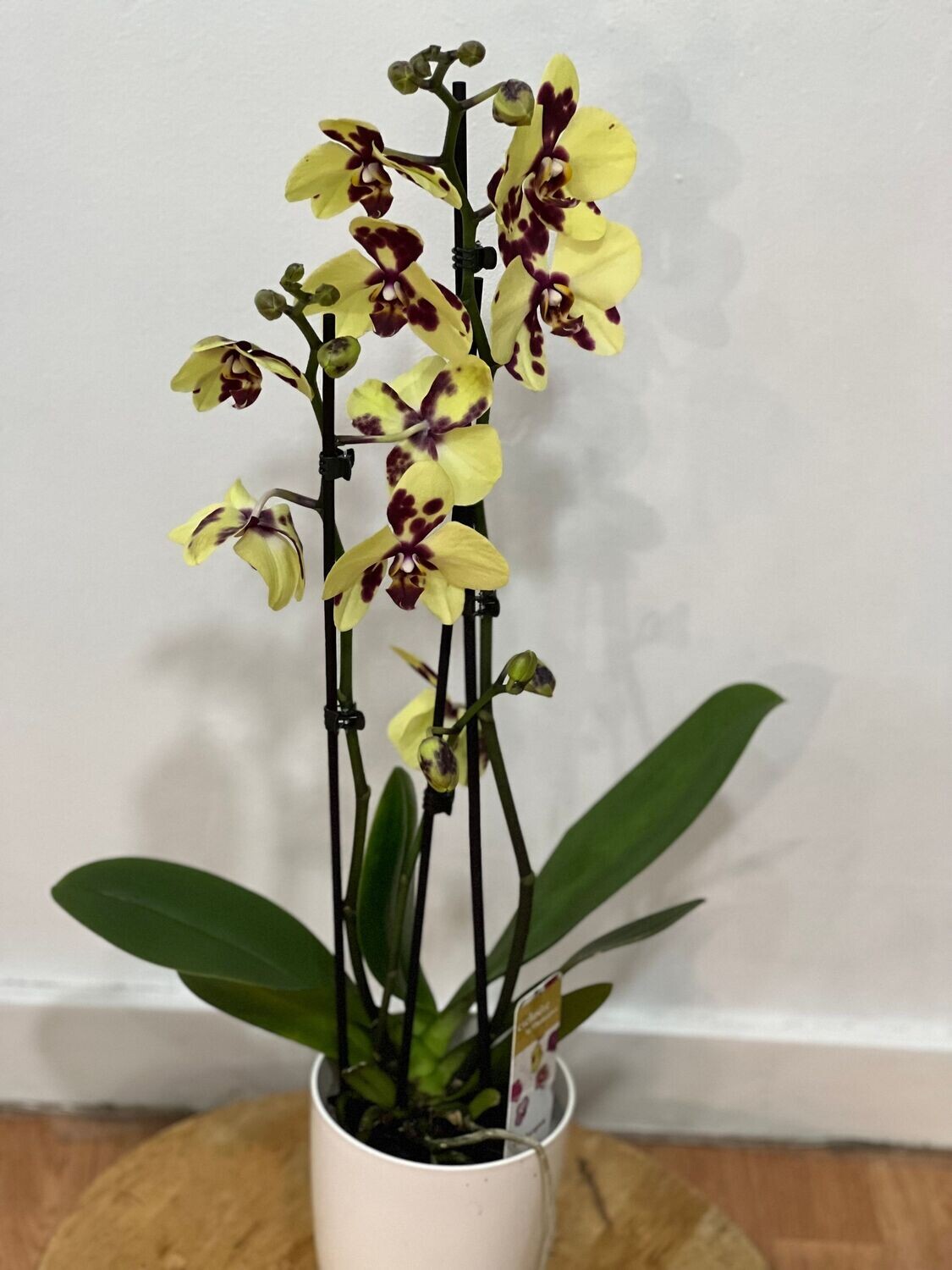 Phalaenopsis (Limón y morado)