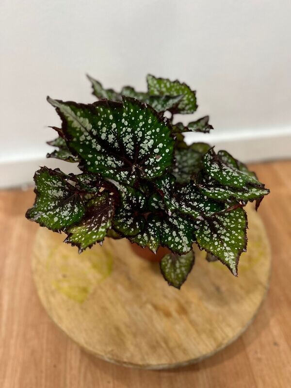 BEGONIA REX MACARENA