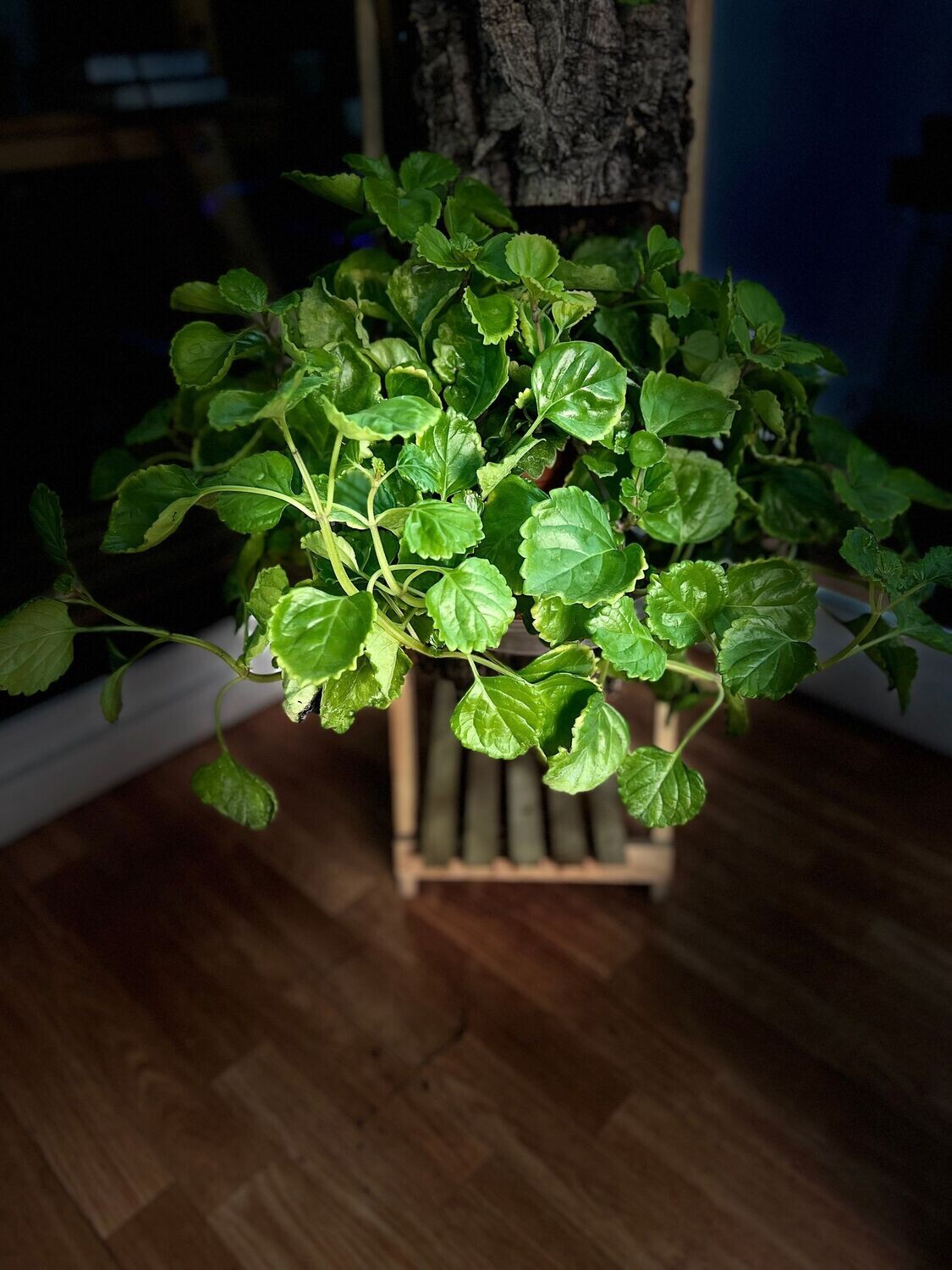 La planta del dinero o Plectranthus