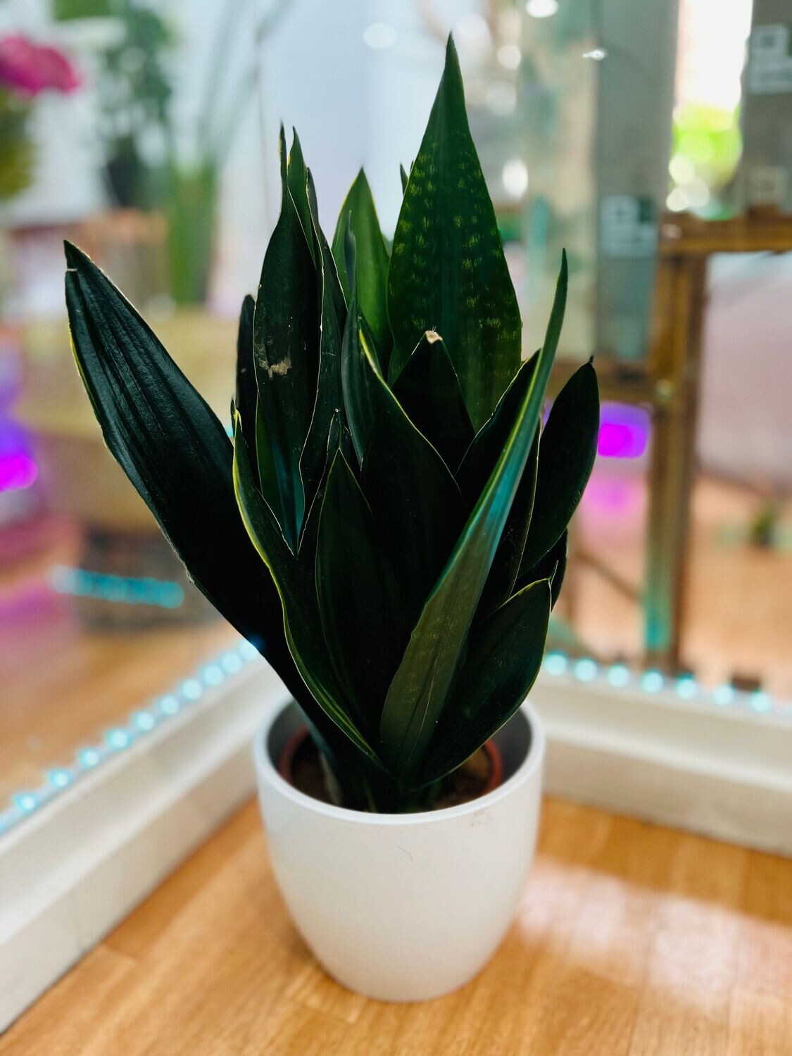 SANSEVIERIA DARK GREEN SANSEVIERIA DARK GREEN
