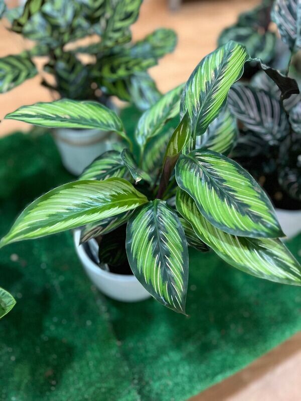 Calathea majestica ‘White Star’