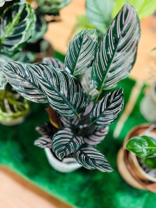 Calathea Ornata