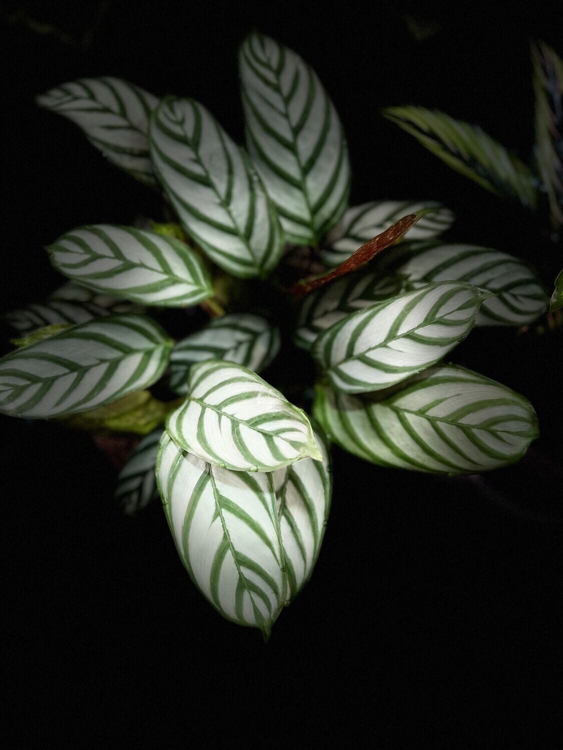 Calathea Setosa