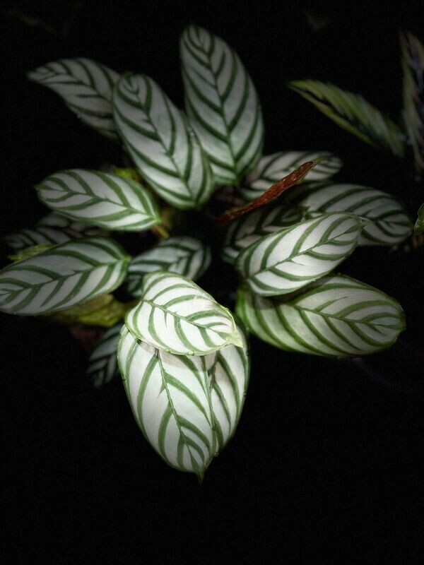 Calathea Setosa Calathea Setosa