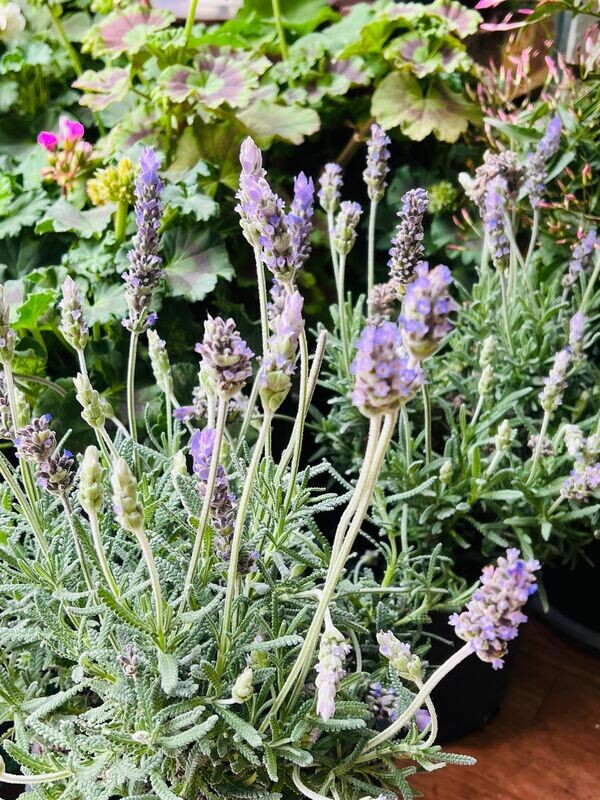 Lavanda Dentata