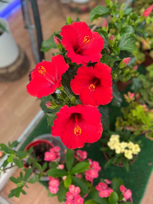 Hibiscus