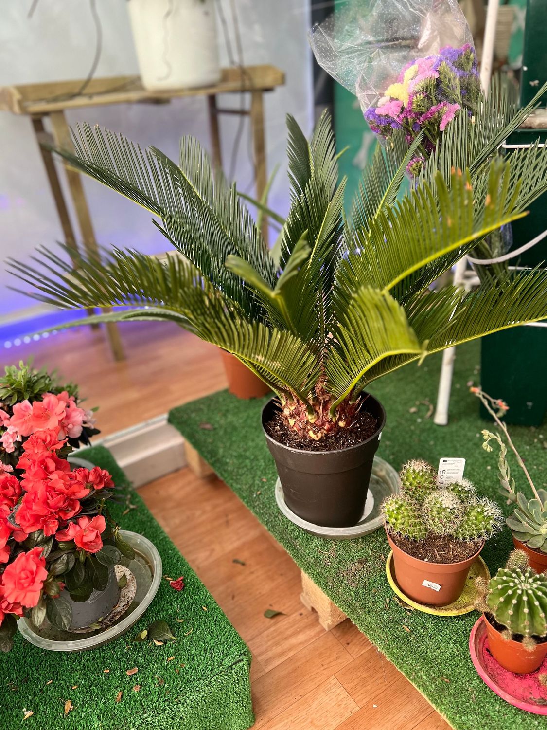 Cycas Revoluta