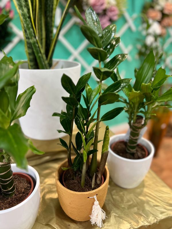 ​Zamioculcas PEQUEÑA