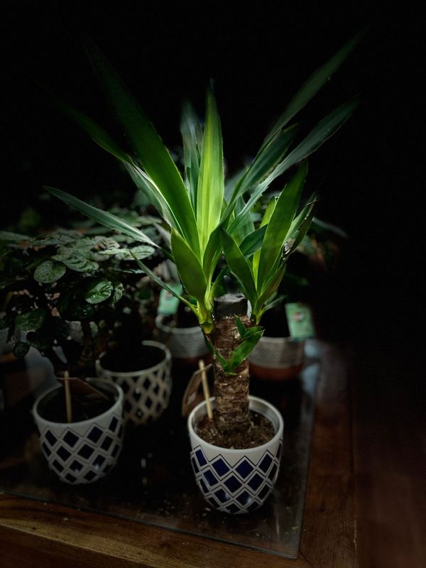 YUCCA (pequeña)