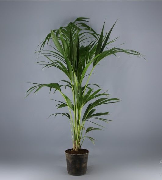Kentia pequeña