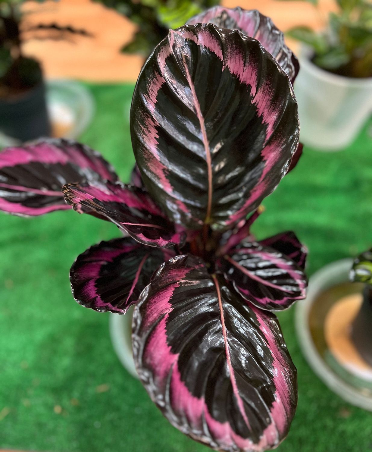 Calathea Dottie