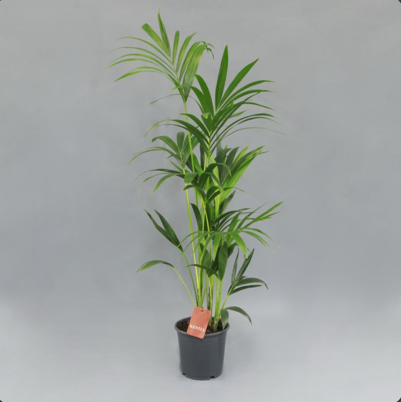 Kentia mediana