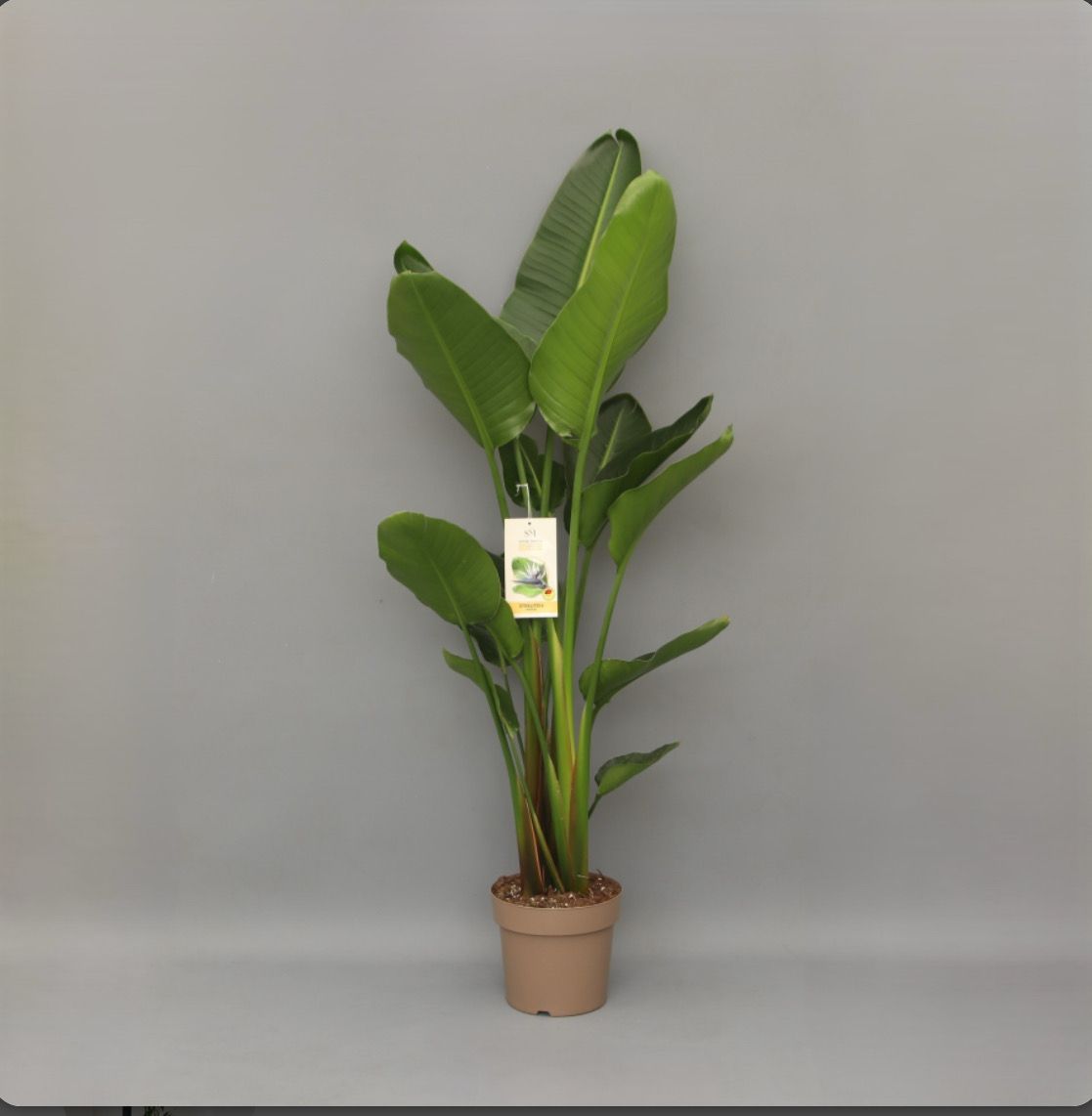 Strelitzia Nicolai