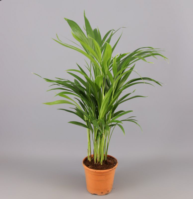 Areca