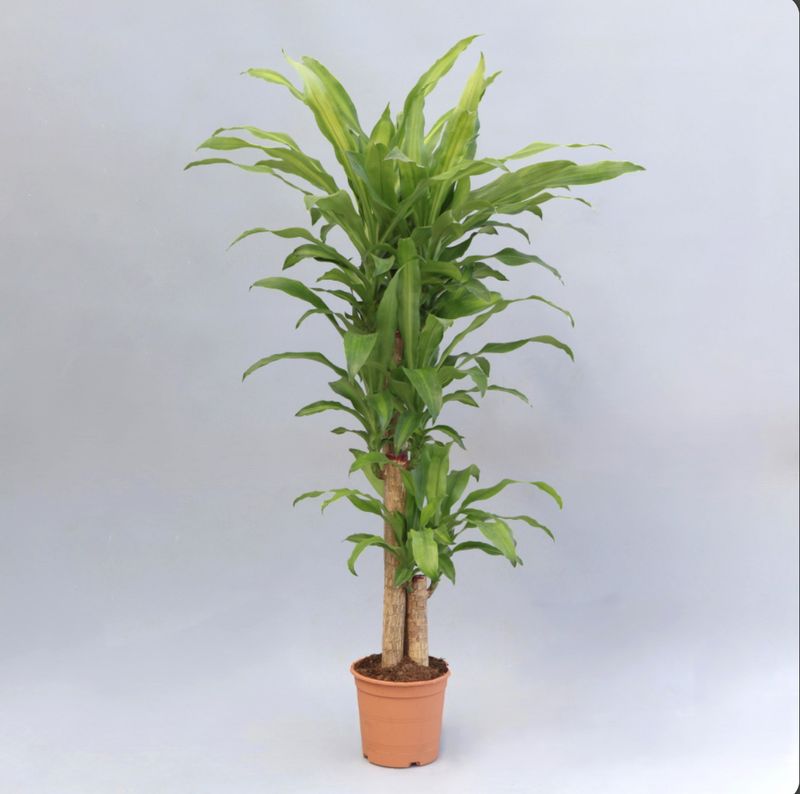 Dracaena Massangeana