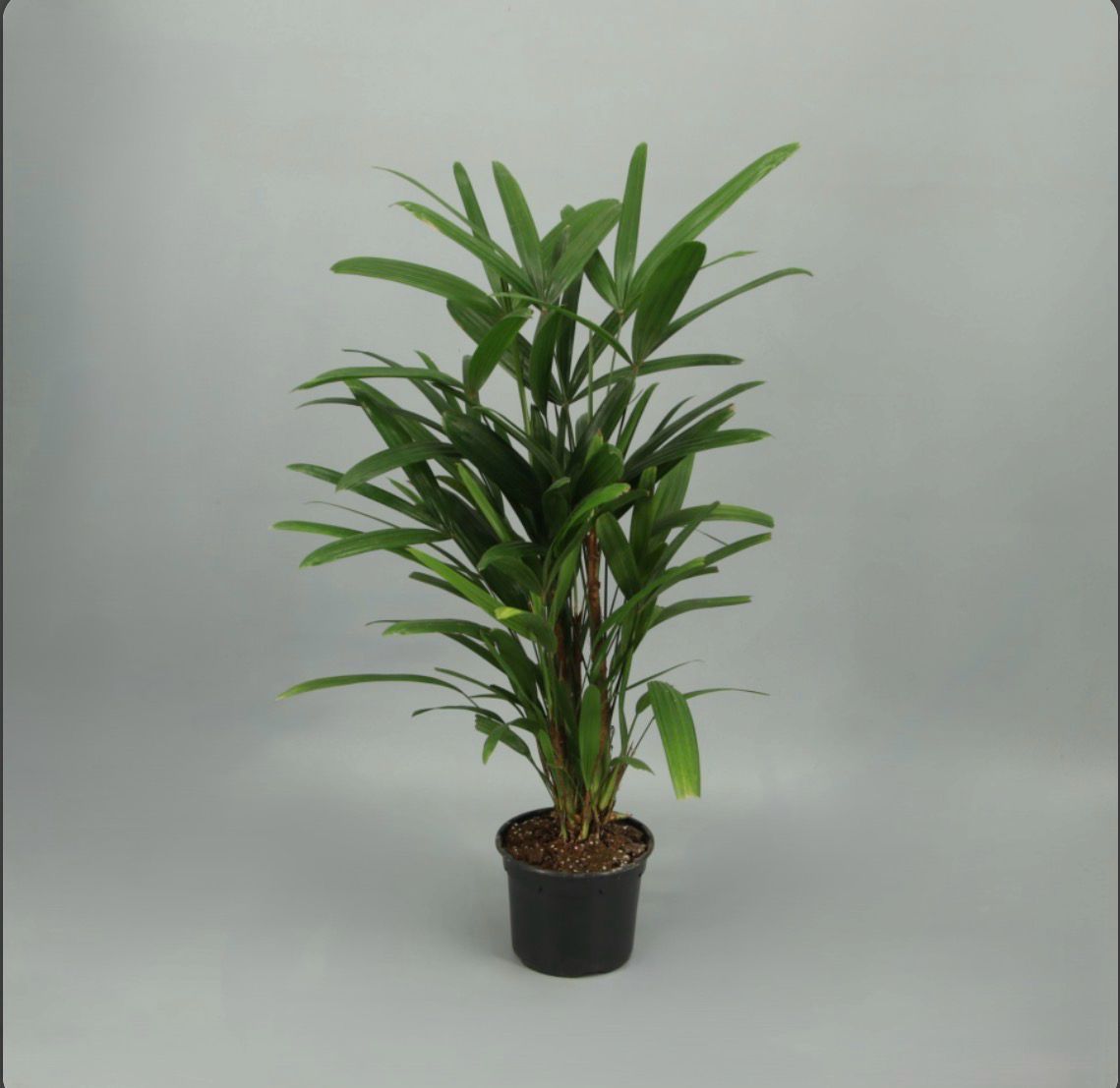 Rhapsis Excelsa