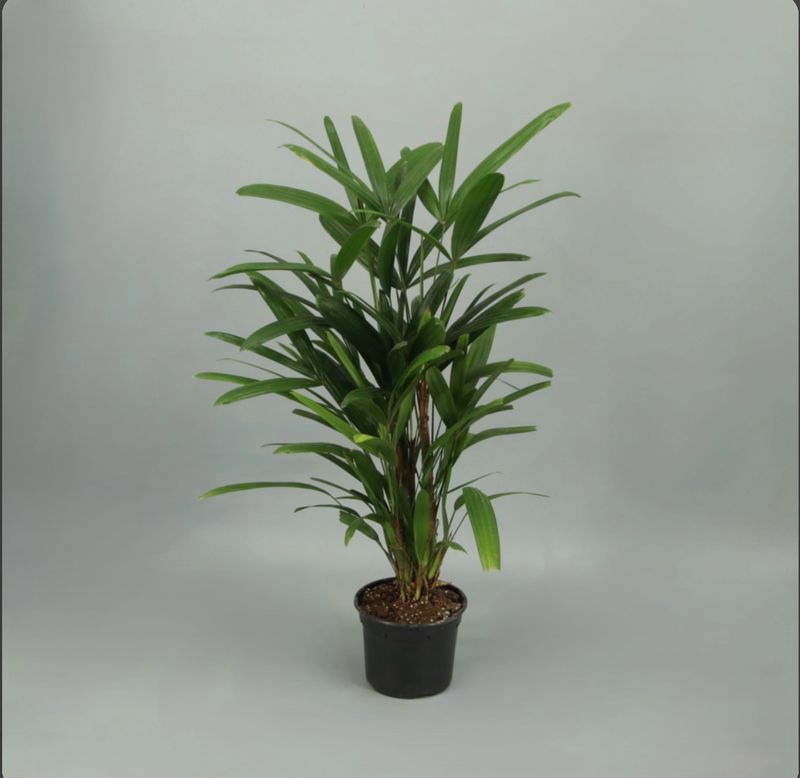 Rhapsis Excelsa Rhapsis Excelsa