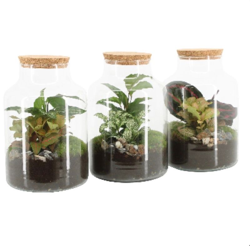 Terrarium Green Cristal