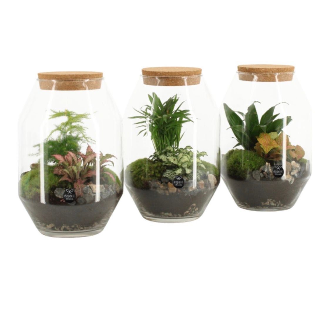 Terrarium Green Cristal (Mixtos)