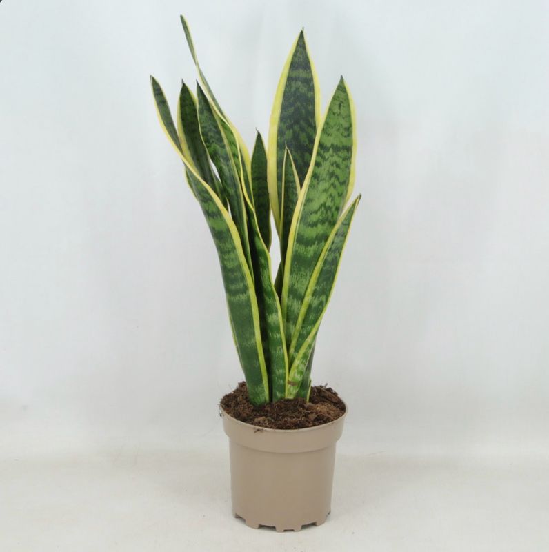 Sanseviera Trifasciata