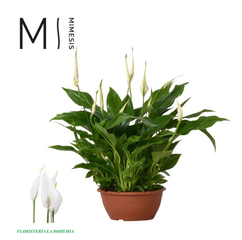 Spathiphyllum
