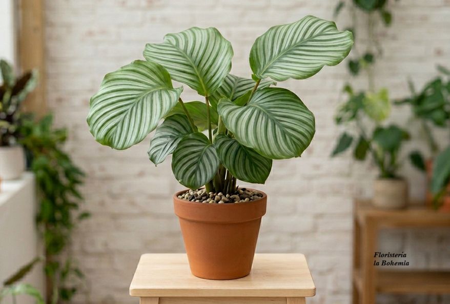 Calathea Orbifolia