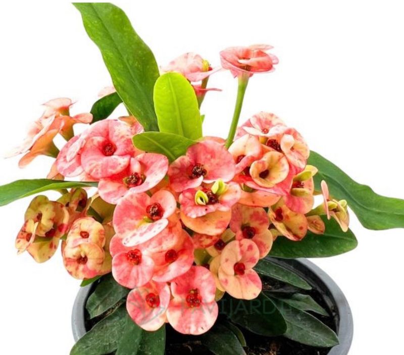 Euphorbia milii ( Matizada)