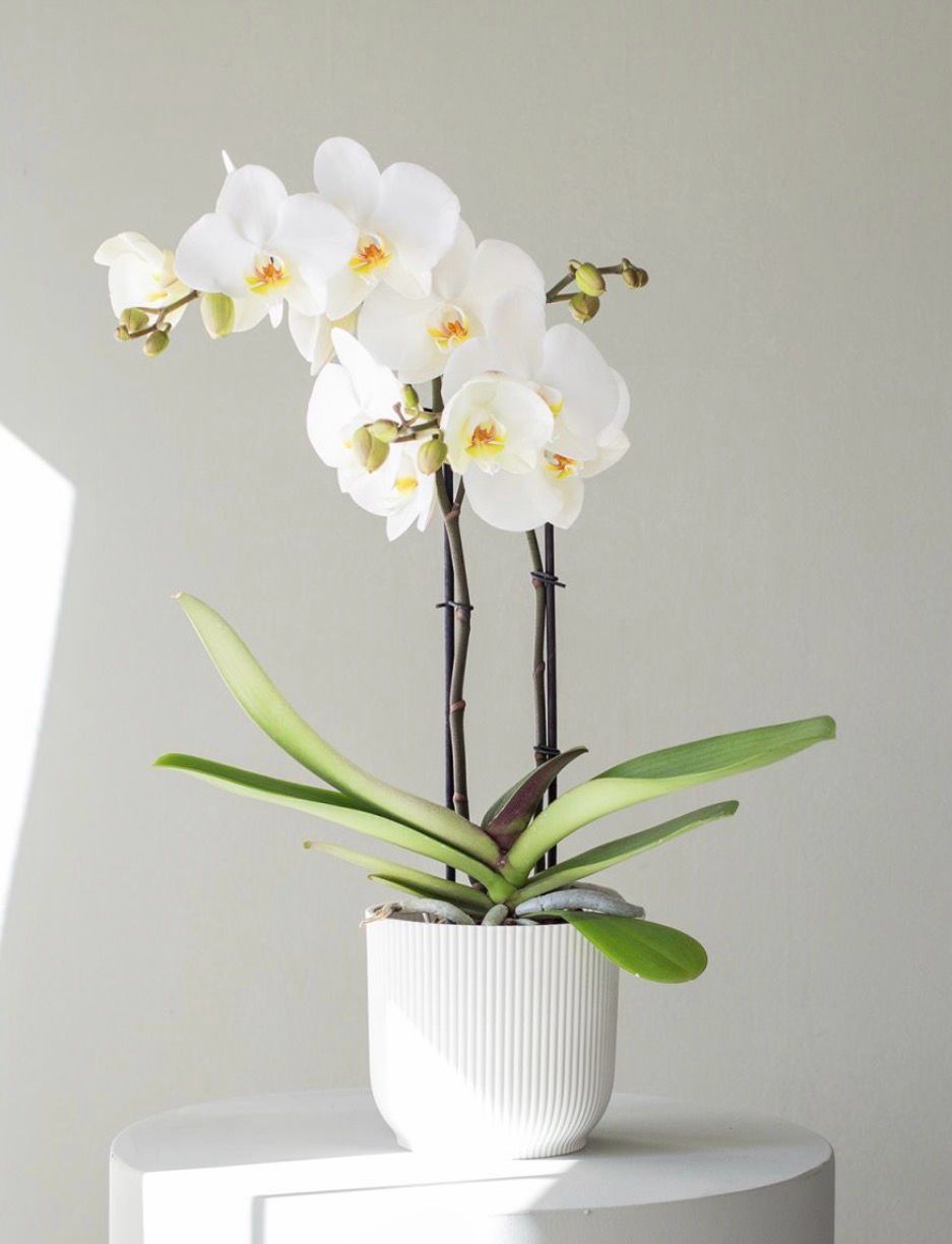 Phalaenopsis ( Blanca)