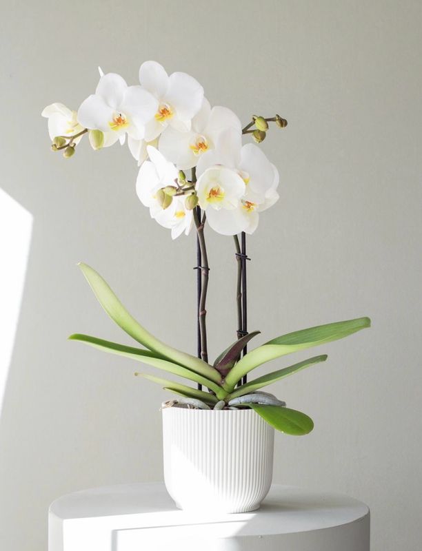 Phalaenopsis ( Blanca)