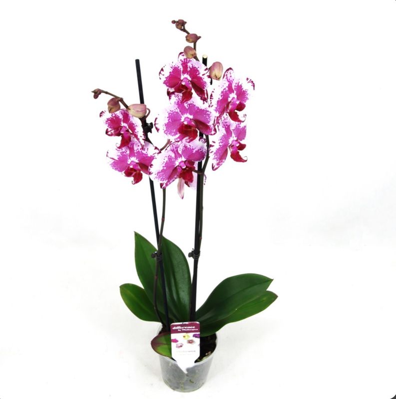 Phalaenopsis ( Morada )