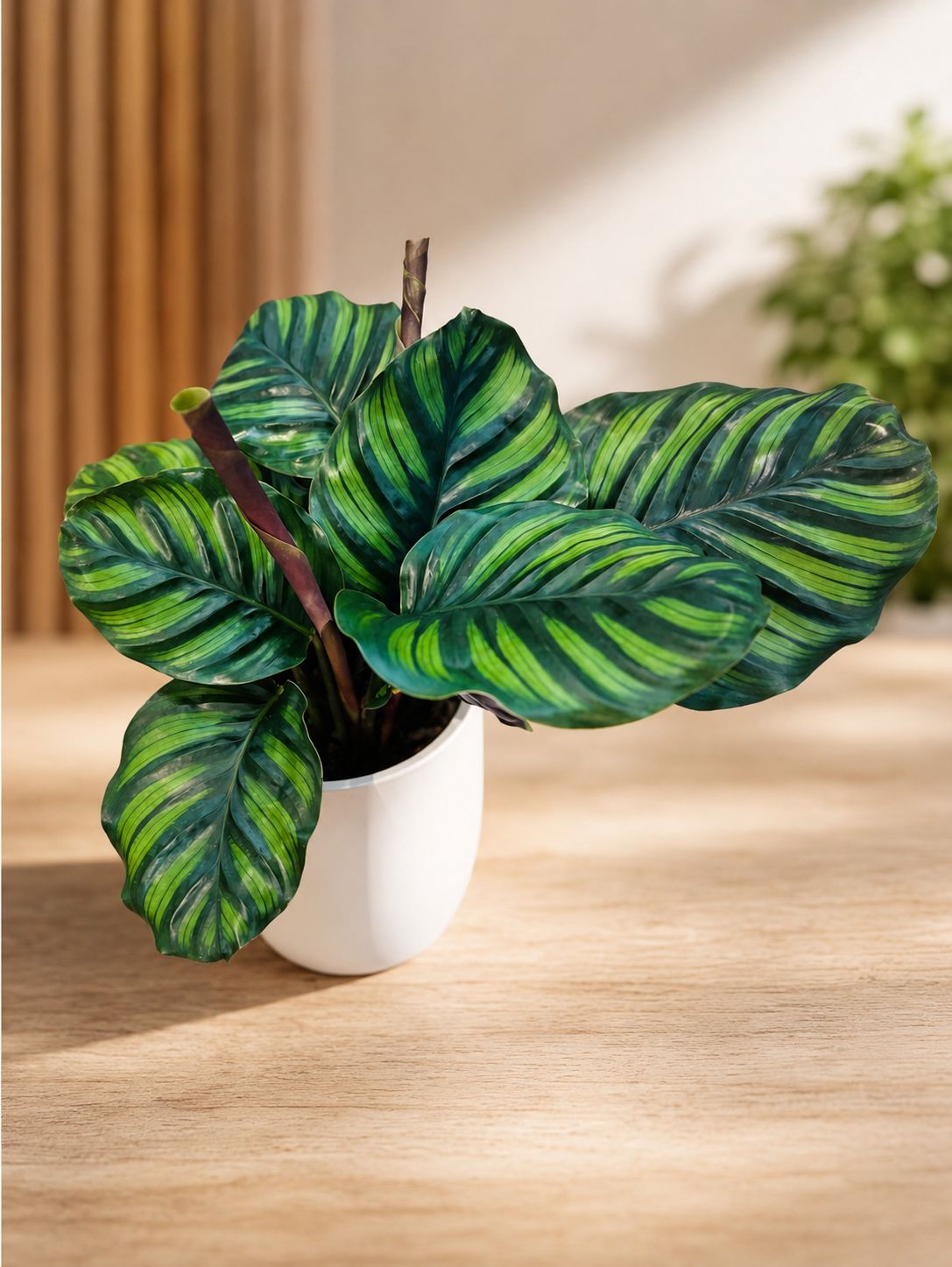Calathea Orbifolia VERDE OSCURO COLECCIÓN Calathea Orbifolia VERDE OSCURO COLECCIÓN