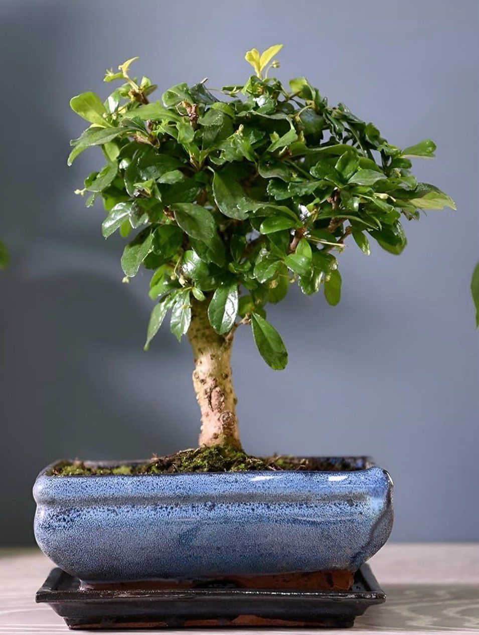 BONSAI 5 años Carmona Microphyll