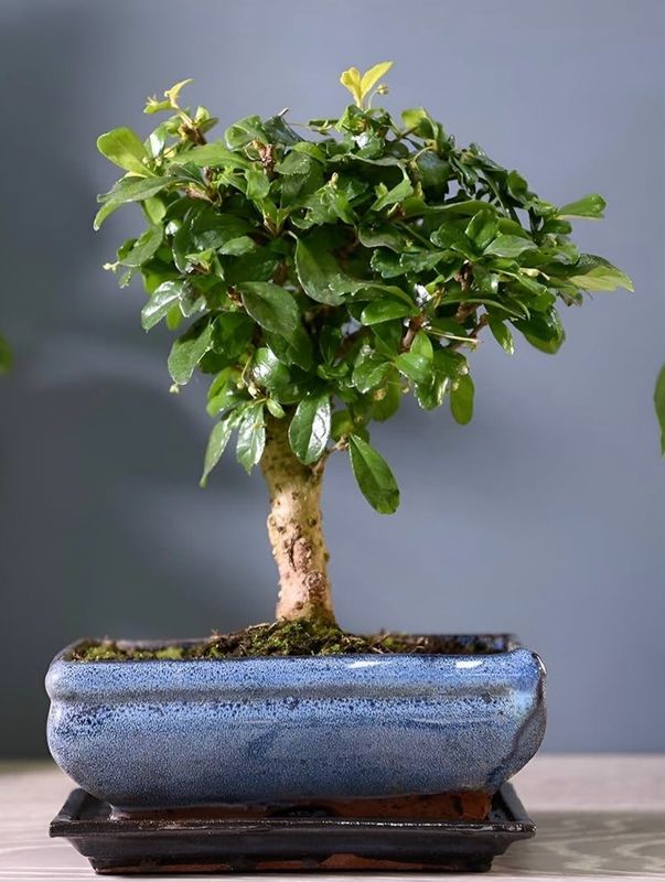 BONSAI 5 años Carmona Microphyll