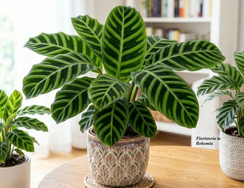 Calathea Zebrina