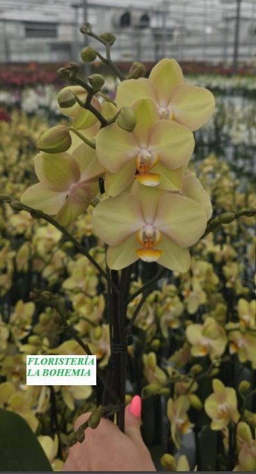 Phalaenopsis Amarilla