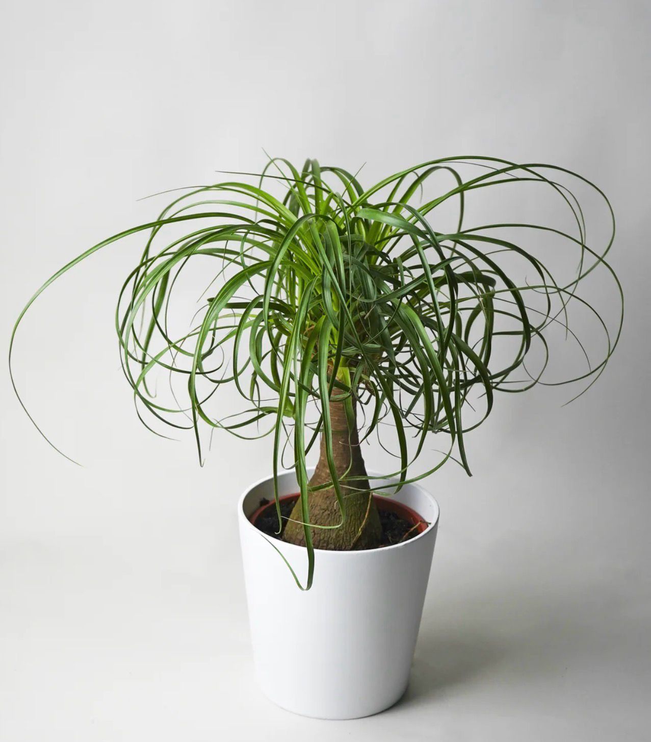 Beaucarnea Recurvata (PATA DE ELEFANTE)