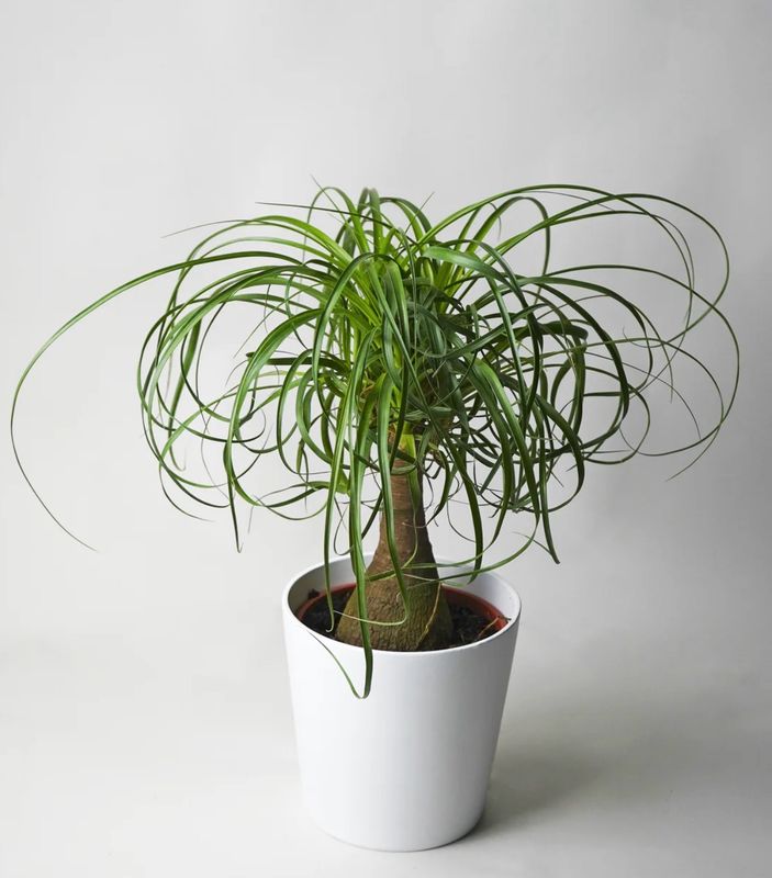 Beaucarnea Recurvata (PATA DE ELEFANTE) Beaucarnea Recurvata (PATA DE ELEFANTE)