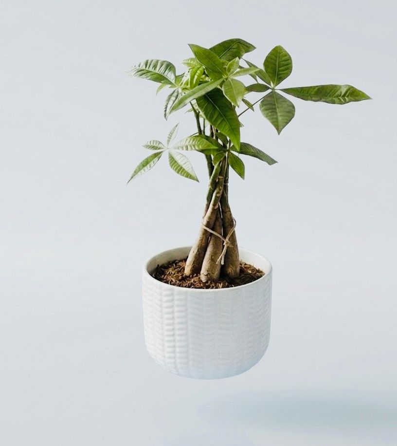 Pachira Aquatica Pachira Aquatica