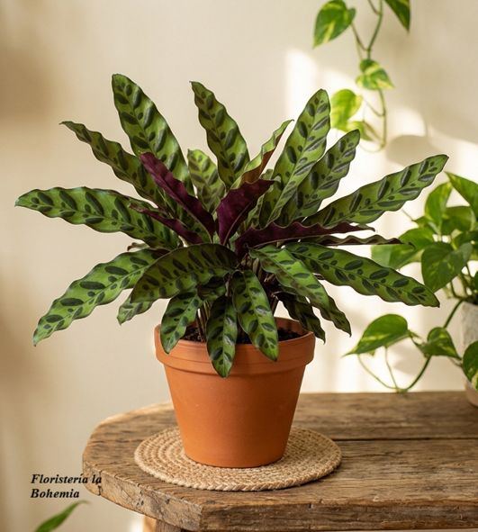 Calathea Lancifolia