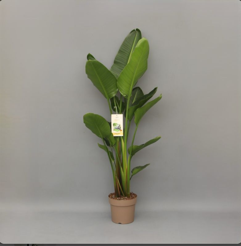 Strelitzia Nicolai