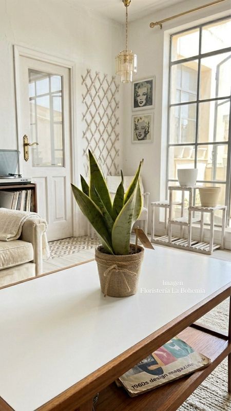 Sansevieria Sansevieria