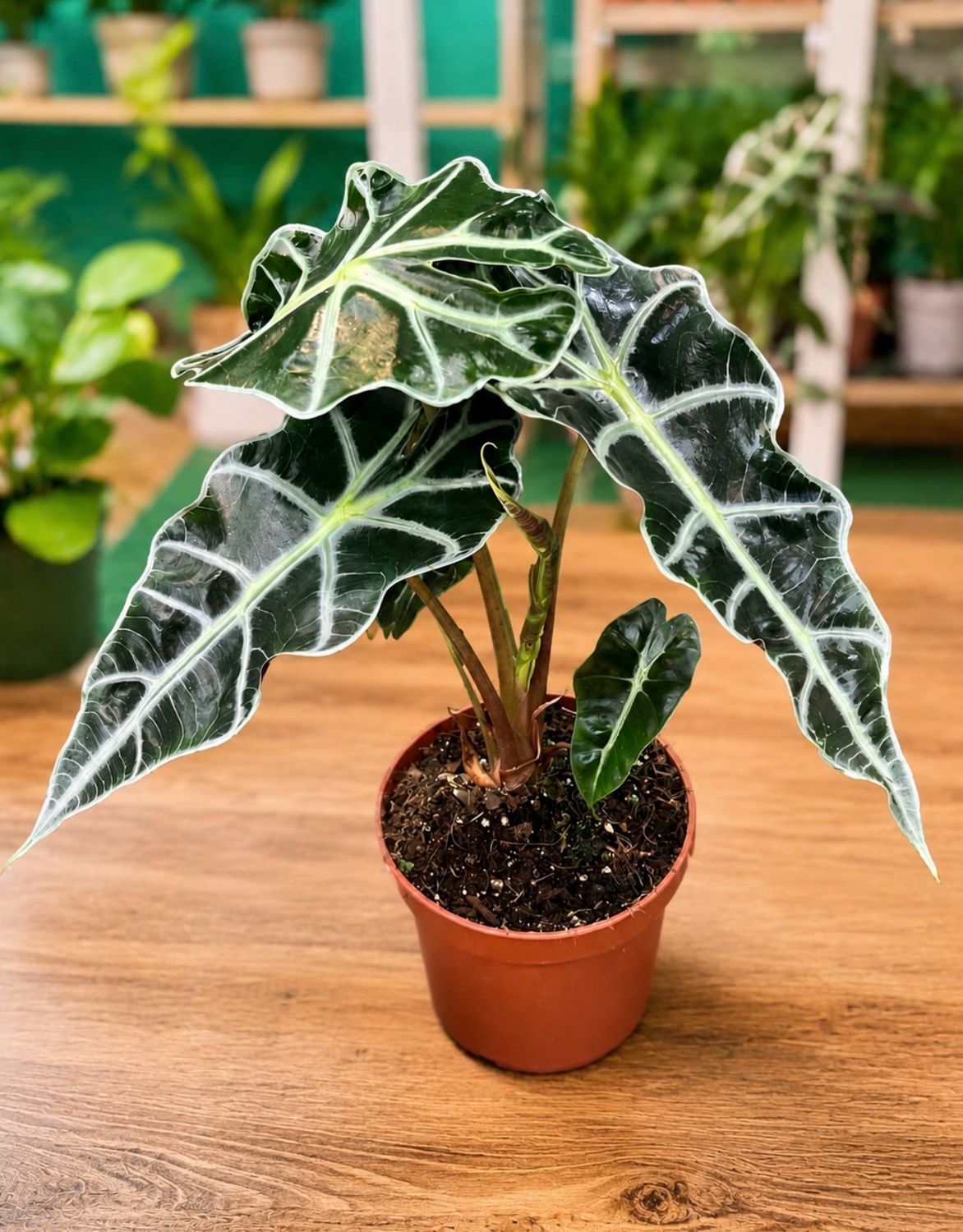 Alocasia polly Alocasia polly